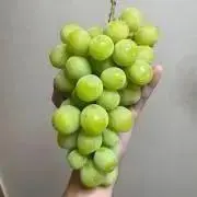あるるの画像
