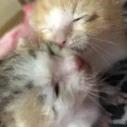 yの画像