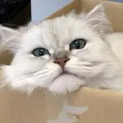 かりぴろの画像