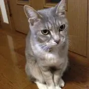 かんな