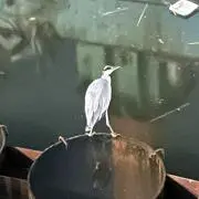 肆の画像