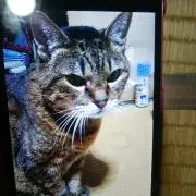 野良猫フーちゃんの画像