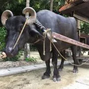 しまだの画像