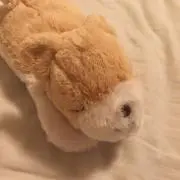 ぽちまーの画像