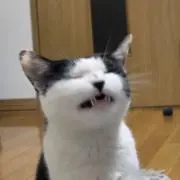 さともも
