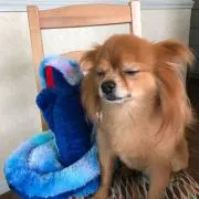 はんぺんの画像
