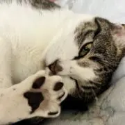 mame.の画像