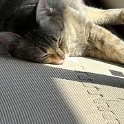 まみの画像
