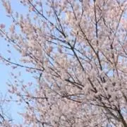 はるのさくらもち＊即日〜翌日発送の画像