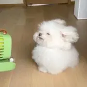 chocolate3の画像