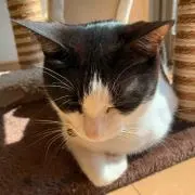 Ａの画像