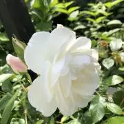peko*の画像