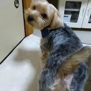 としの画像