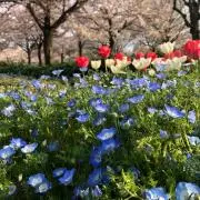 ぽこぱの画像