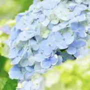 紫陽花のよろづ屋☆プロフ必読の画像