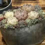 ゆきの画像