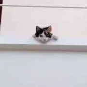 のぶの画像