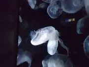 ミント