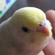 kibiの画像