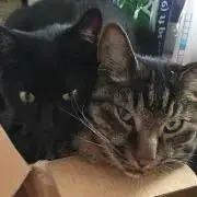 猫子さん