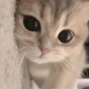 ひーちゃんの画像