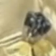 もんきちの画像