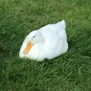 pekopokoの画像