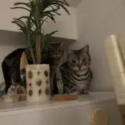 Ichiの画像