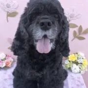 じょせふぃーぬの画像
