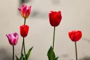 waltonの画像