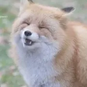 キツネ