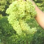 Leilaenglishの画像