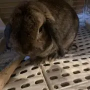 ナッツの画像