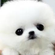 もこたん