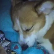 しげっち