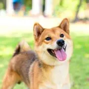 愛犬ぽち(プロフ確認)の画像