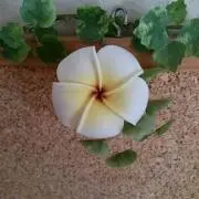 uーmの画像