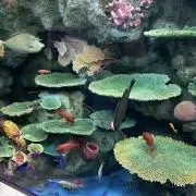 Kの画像