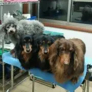 キッシーの画像