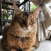 茶々丸の画像