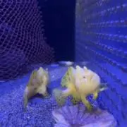 おちょ。