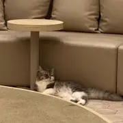 ひなの画像