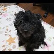 Moちゃん