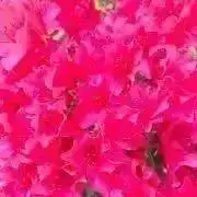 りんの画像