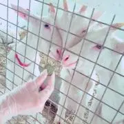 はるの画像
