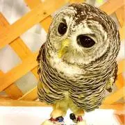 みーすけの画像