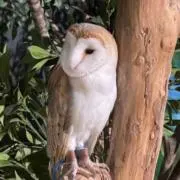 フクロウの画像