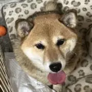 あこ プロフィール確認をお願い致します。の画像