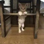 あみりこの画像