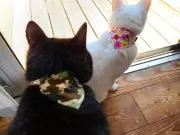 こじかずの画像